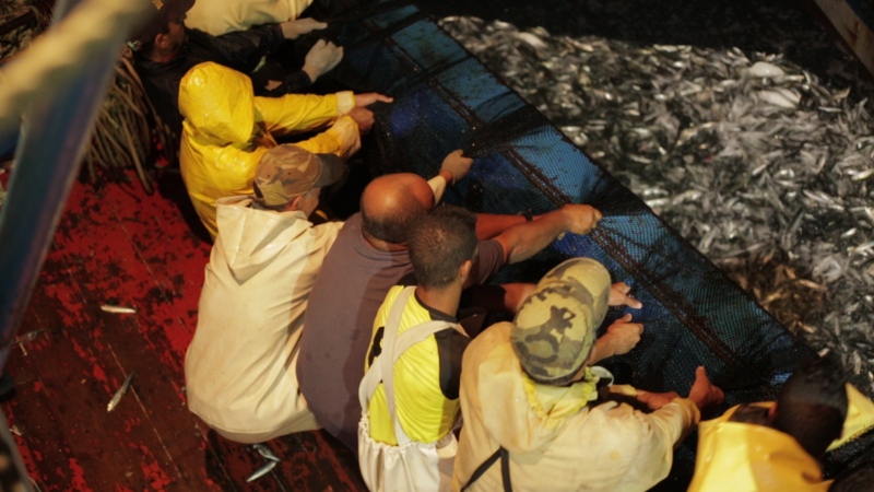 Still aus dem Film „Strange Fish“, den SOS Humanity bei einer Filmvorführung zeigen wird. Von oben sind mehrere Personen zu sehen, die ein Fischernetz voller Fische an Deck ziehen.